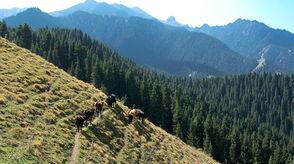 林深不知云海,探寻林深云海间的神秘世界