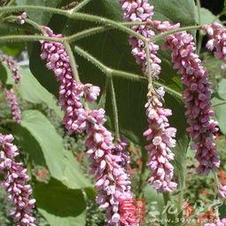 电石与酸模,探寻化学反应的奥秘